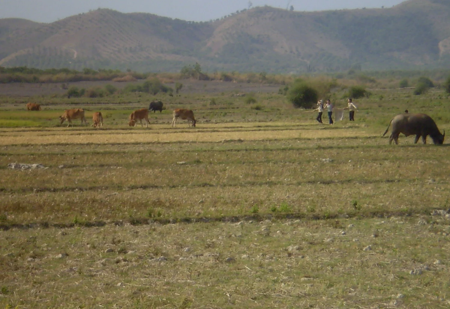 Hoàng hôn tại Biển Hồ T'Nưng, Pleiku