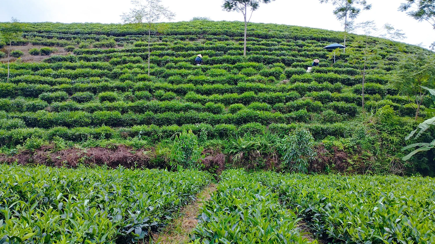 Cảnh đẹp Biển Hồ T'Nưng nhìn từ trên cao, thể hiện vẻ đẹp tự nhiên của Pleiku