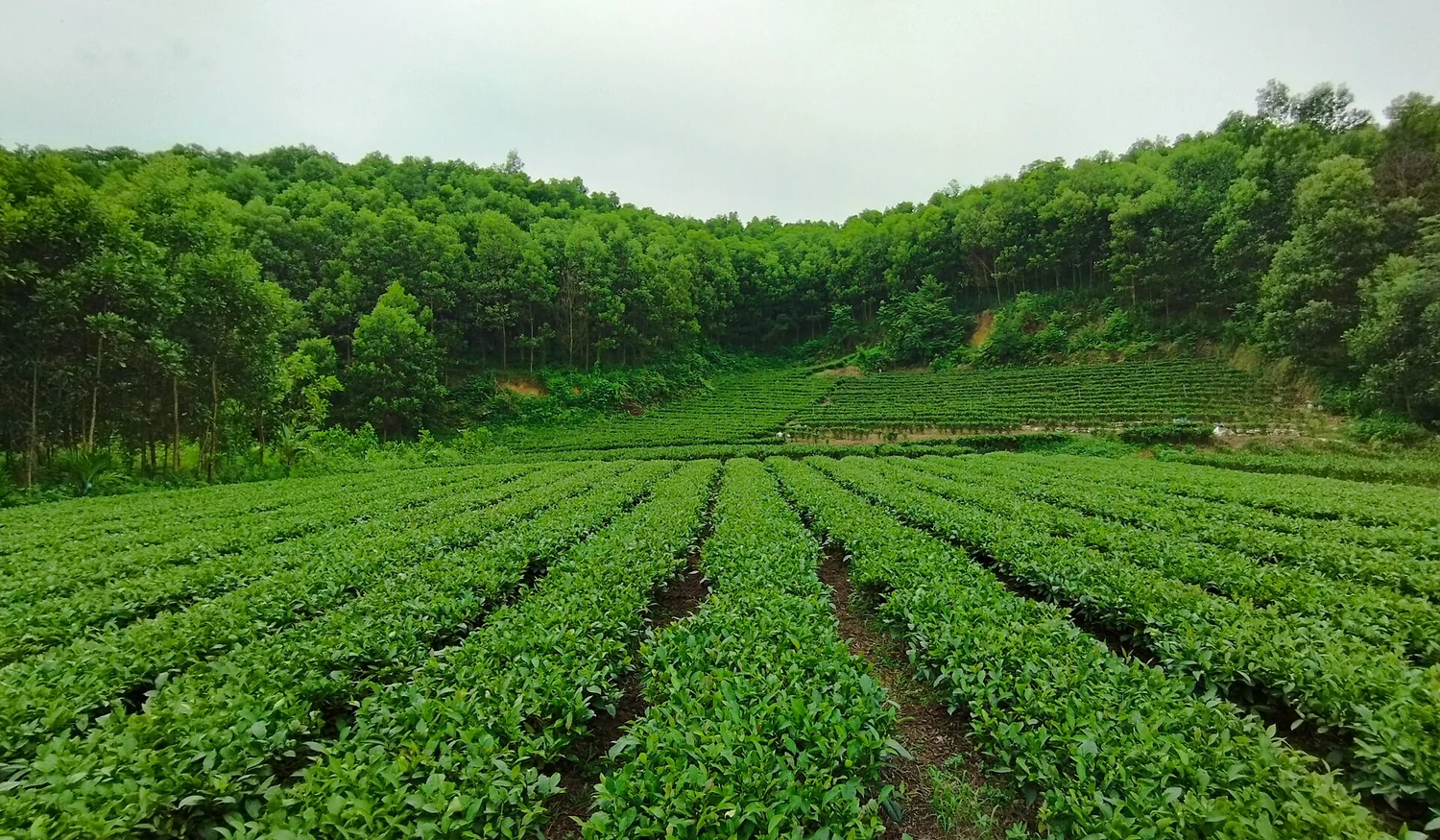 Cảnh đồi chè Biển Hồ Pleiku trong ánh nắng chiều, gợi nhớ việc bảo vệ thiết bị khỏi nhiệt độ cao