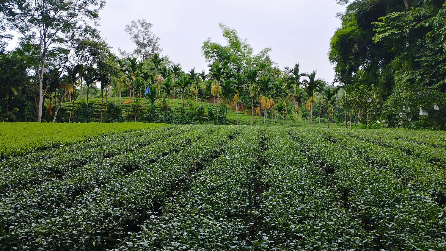 Biển Hồ T'Nưng Pleiku với cảnh quan thiên nhiên hùng vĩ