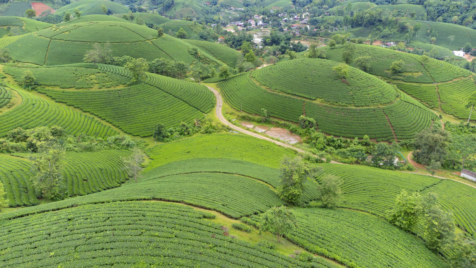 Đồi chè bậc thang xanh mướt nhìn từ trên cao