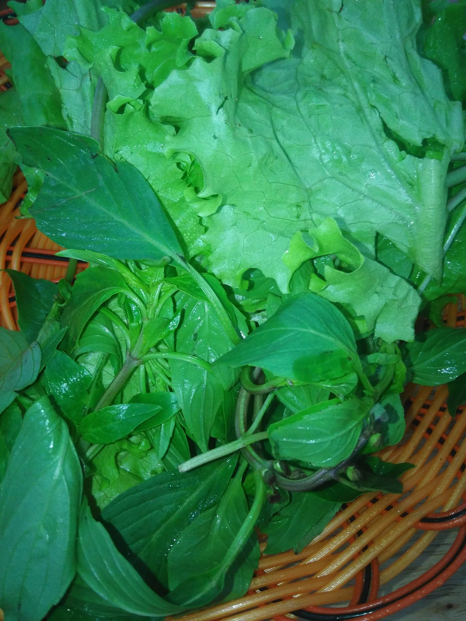 Cảnh đẹp Đồi chè Biển Hồ Pleiku với học sinh sinh viên